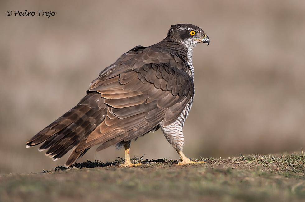 Azor (Accipiter gentilis)